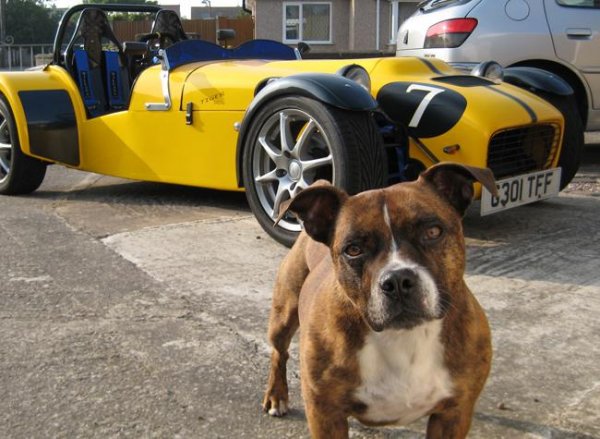 Rio (My Staffy) & Kitcar